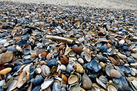 Schelpenstrand aan de Noordzee