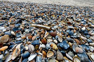 Muschelstrand an der Nordsee