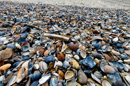 Plage de coquillages en mer du Nord