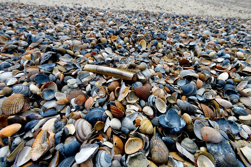 Schelpenstrand aan de Noordzee van Blond Beeld