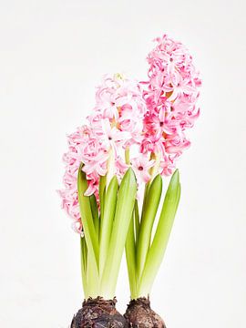 Hyacinth by Niels van der Perk