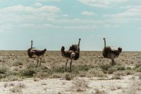 Ostriches