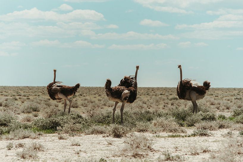 Ostriches by Elien Van den Brande
