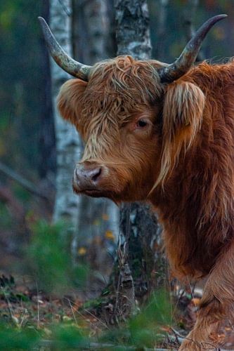 Highlander écossais 2