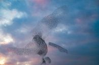 Spreeuwenwolk in de lucht tijdens zonsondergang van Sjoerd van der Wal Fotografie thumbnail