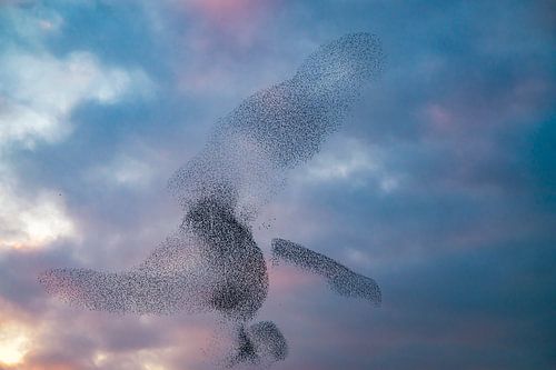 Spreeuwenwolk in de lucht tijdens zonsondergang