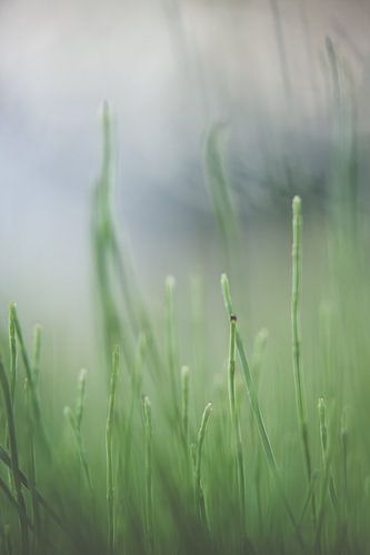 Gras