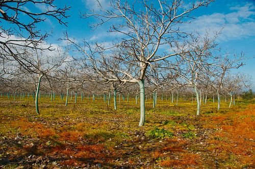 Walnut orchard with blue painted trunks