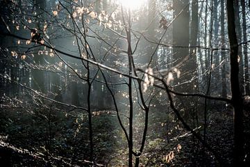 Spinnweben im Unterholz von Norbert Sülzner