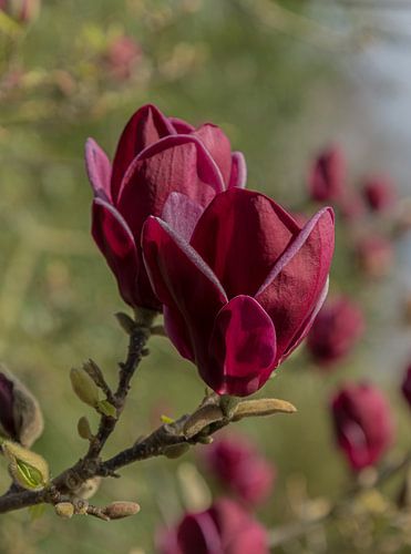 Blutrote Magnolie