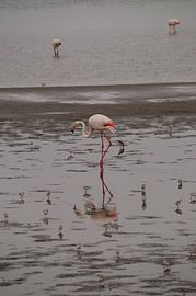 Weerspiegelingen van een flamingo by Erna Haarsma-Hoogterp