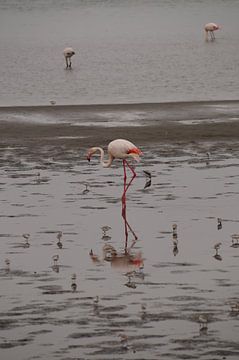 Weerspiegelingen van een flamingo van Erna Haarsma-Hoogterp