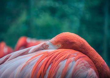 Lief flamingo van Tomasz Baranowski