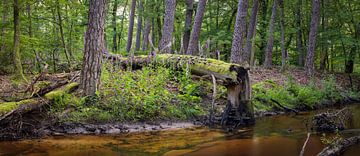 Boslandschap met Vingerhoedskruid en Omgevallen Boom: Een Moment van Natuurlijke Harmonie van Hevonax Photography