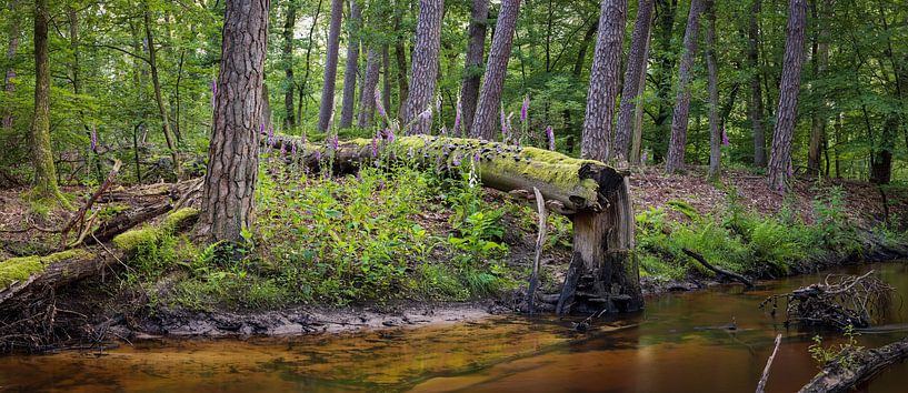 Boslandschap met Vingerhoedskruid en Omgevallen Boom: Een Moment van Natuurlijke Harmonie van Hevonax Photography