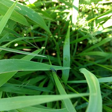 Tor by Kasper Radema