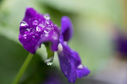 Violin with rain drops