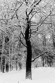 Os de lumière III sur Sacred by Wendy – fine art fotografie