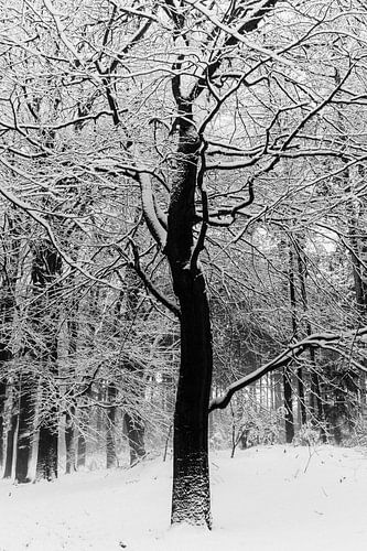 Knochen des Lichts III von Sacred by Wendy – fine art fotografie