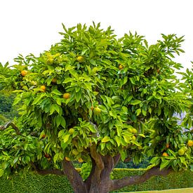 Sinaasappelboom van Rutmer Visser