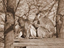Macaques de Barbarie en sépia