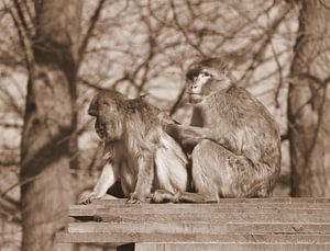 Berberaffen in Sepia