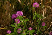 Paarse bloemen in Nieuw-Zeeland