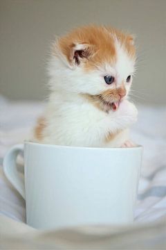chaton dans un mug debout sur MrsBavel