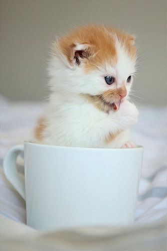 kitten in mug standing
