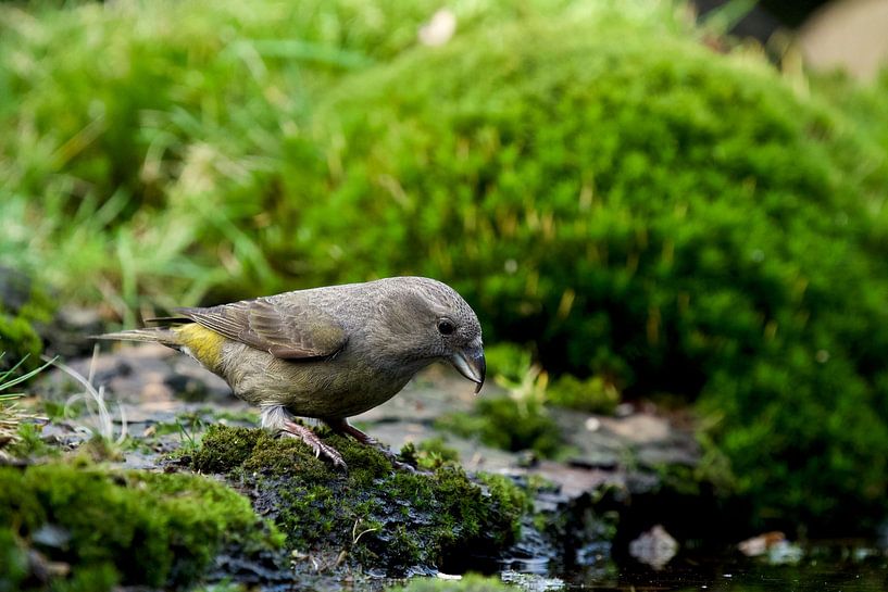 Crossbill (female) by Ronald Kromkamp