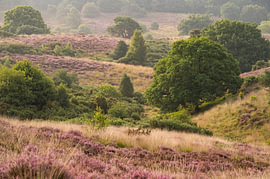 Purple heather on the Posbank by Karin van Roosmalen