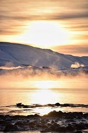 Finden Sie der Seehund