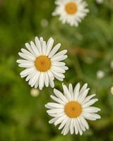 witte bloemen