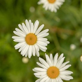 witte bloemen van Stuart De vries