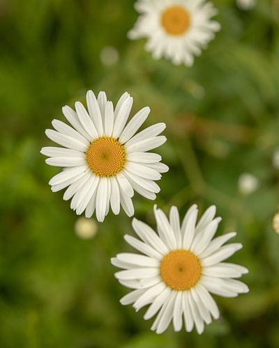 weiße Blumen