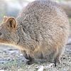 Le quokka (Setonix brachyurus) est un wallaby, une petite espèce de kangourou, du sud-ouest de l'Australie. sur Rini Kools