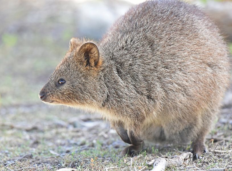 Das Quokka (Setonix brachyurus) ist ein Wallaby, eine kleine Känguruart, aus dem südwestlichen Australien. von Rini Kools