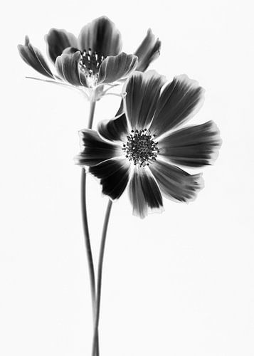 Schwarzer Kosmos Liebe