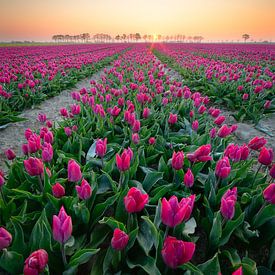 Tulpenveld bij zonsopkomst van Coen Janse