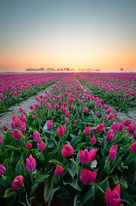 Tulpenfeld bei Sonnenaufgang von Coen Janse