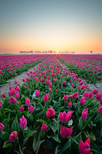 Tulpenfeld bei Sonnenaufgang