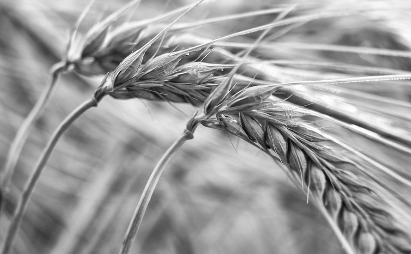 orge . par patrick verweire