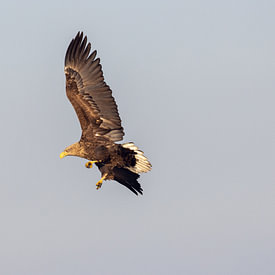 Peter van der Horst Profilfoto