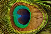 Colorful detail