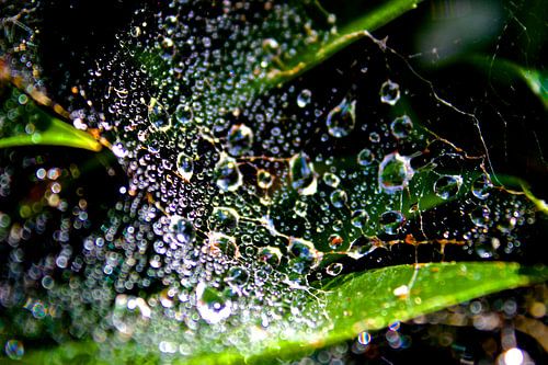 Kracht van de natuur. Waterweb. Force of nature 