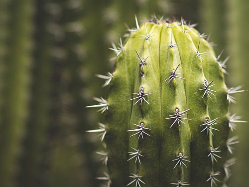Tenerife flora - Cactus
