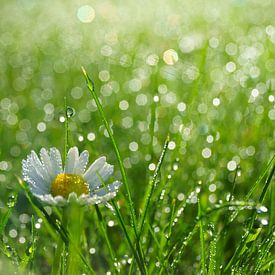 Daisy in grass by Michel van Kooten