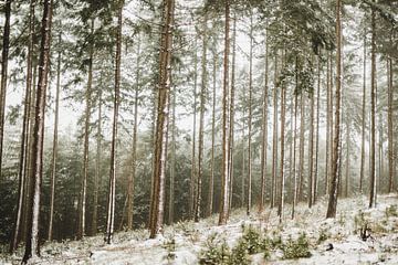 Verträumte Schneelandschaft auf dem Lemelerberg bei Ommen von Holly Klein Oonk