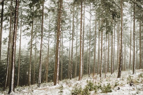 Dromerig sneeuw landschap op de Lemelerberg bij Ommen