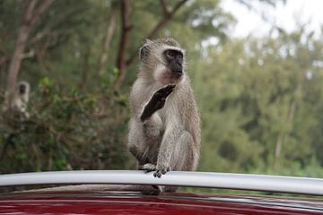 Vervet aapje op autodak in Zuid-Afrika van Travelled4u